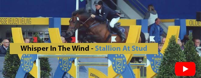 Whisper In The Wind - Stallion